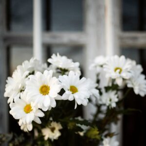 Bouquet di Margherite